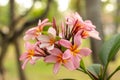 Branch of light pink Frangipani flowers. Blossom Plumeria flowers on natural blurred background. Flower background for decoration Royalty Free Stock Photo