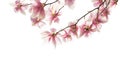 Branch with light pink Magnolia flowers isolated on white background Royalty Free Stock Photo