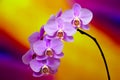 Graceful branch of purple orchid flowers on soft abstract background