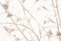 Branch Light rose-beige color little dry heart shape flowers romantic macro background wallpaper