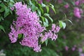 Branch of lilac