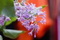 Branch lilac