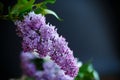 Branch of lilac Royalty Free Stock Photo