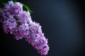 Branch of lilac Royalty Free Stock Photo
