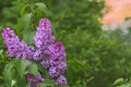 A branch of lilac on a blurred green background. Close. Copy space