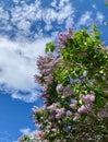 Branch of lilac bright purple on a background of blue sky with clouds. Empty space. Selected focus Royalty Free Stock Photo