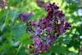 Branch of lilac Royalty Free Stock Photo