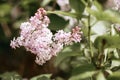A branch of lilac on a bush. Lilac flowers. Lilac in summer. Lilac bush