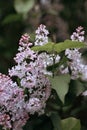 A branch of lilac on a bush. Lilac flowers. Lilac in summer. Lilac bush