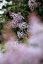 A branch of lilac on a bush. Lilac flowers. Lilac in summer. Lilac bush