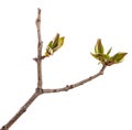 Branch of lilac bush with young green leaves. isolated on white Royalty Free Stock Photo