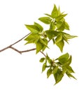 A branch of a lilac bush with young green leaves. Isolated on white Royalty Free Stock Photo