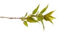 A branch of a lilac bush with young green leaves. Isolated on white Royalty Free Stock Photo