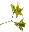 A branch of a lilac bush with young green leaves. Isolated on white Royalty Free Stock Photo