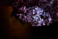 Branch of lilac on a dark background. Background, close. Purple