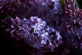 Branch of lilac on a dark background. Background, close. Purple