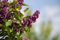 Branch of lilac flowers with green leaves, floral natural green garden background with blue sky Royalty Free Stock Photo