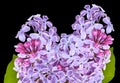Branch of lilac flowers isolated on black background with clipping path. For design. In high resolution. Studio photo Royalty Free Stock Photo