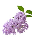 Branch lilac flowers isolated on white background Royalty Free Stock Photo