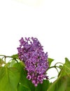 Branch with lilac flowers isolated on white background. Royalty Free Stock Photo