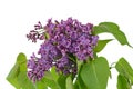 Branch with lilac flowers isolated on white background. Royalty Free Stock Photo