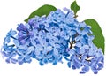 Branch of lilac flowers isolated on a white background with clipping path. For design. In high resolution. Studio photo. Royalty Free Stock Photo