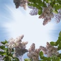 Branch of lilac