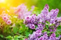 Branch of lilac flowers with the leaves