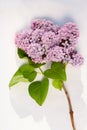 A branch of lilac flowers on white background