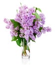 Branch of lilac in glass vase isolated on white background Royalty Free Stock Photo