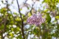 Branch of lilac with green leaves and buds blooms on a green blurred background in summer