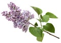Branch of a lilac isolated on white background Royalty Free Stock Photo