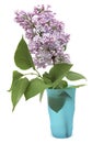 Branch of a lilac isolated on white background Royalty Free Stock Photo