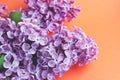 A branch of lilac on a orange light background