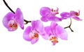 Branch lilac orchid with is isolated on white
