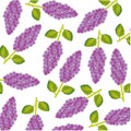 Branch lilac pattern on white background is insulated