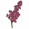 Branch of lilac. Purple flowers with four petals. Illustration.