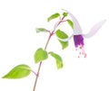 The branch lilac with white fuchsias Royalty Free Stock Photo