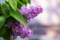A branch of lilacs with flowers close up