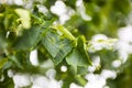 Branch of the lime tree with green leaves and tiny flower buds Royalty Free Stock Photo