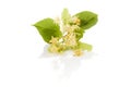 Branch of linden flower. Royalty Free Stock Photo