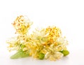 Branch of linden flowers Royalty Free Stock Photo