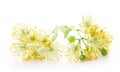 Branch of linden flowers Royalty Free Stock Photo