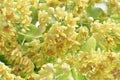 Branch of linden flowers Royalty Free Stock Photo