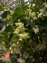 Branch of Linden flowers