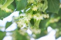 Branch of linden with flowers in garden, lime tree in bloom. Medicinal plant, flowers used for herbal teas and tinctures.