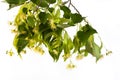 Branch of linden flowers Royalty Free Stock Photo