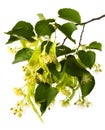 Branch of linden with flowers Royalty Free Stock Photo