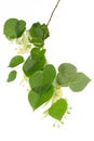 Branch of linden isolated on white, TÃÂ­lia Royalty Free Stock Photo