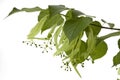 The branch of a linden tree Royalty Free Stock Photo